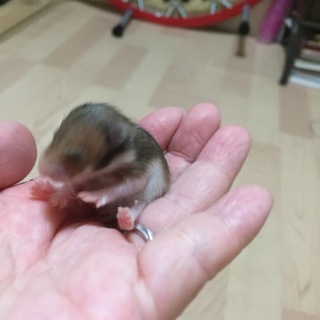 ゴールデンハムスターの赤ちゃん