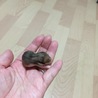 ゴールデンハムスターの赤ちゃん サムネイル2