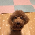 寂しがり屋のトイプードルドワーフタイプ