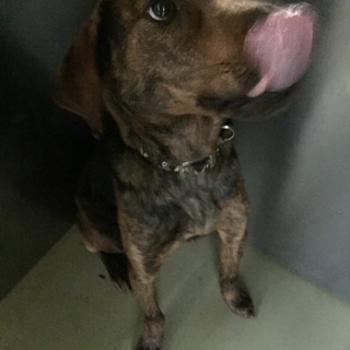 賢い子です。尻尾ふりふり可愛いです！