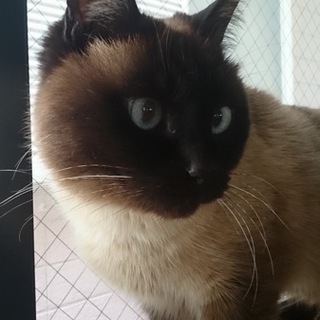 いつも一緒に一緒にいたいにゃ