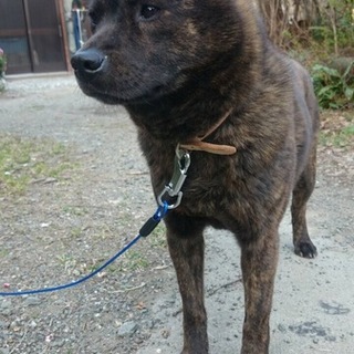 おとなしく頭の良い、甲斐犬2歳の女の子