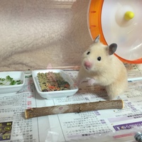 クマ子