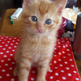 決まりました！