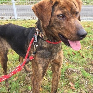 綺麗なマーブルちゃん！賢い子です！