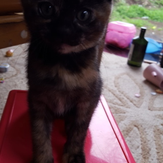 交渉中！子猫里親募集中！