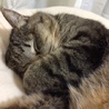 にゃんこ好き