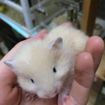 ペットショップにいた頃の生後１ヶ月のふう太❤️（2016.02.28）