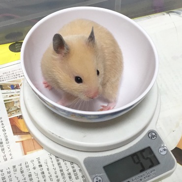 生後2ヶ月、大人の体になってきたクマ子。（2016.02.23）