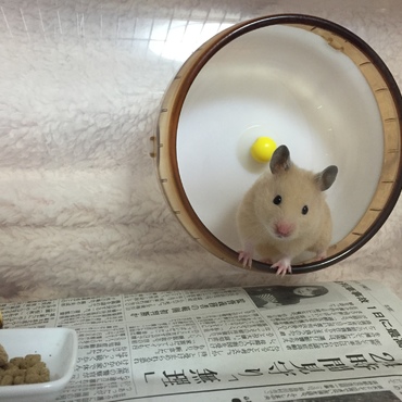 新しく二階建てになったお家。二階の運動場で走る！（16.02.29）