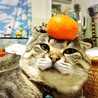 みるとんライトミント