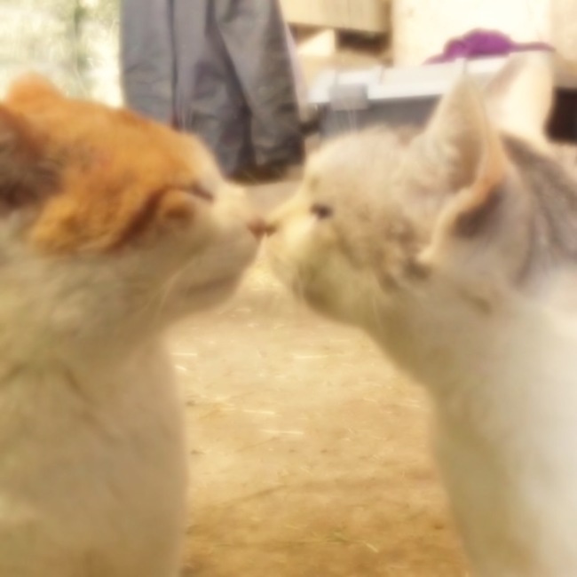 シャチたろのカバー写真