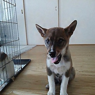 頭の良い賢い  ディエゴ君  ニカ月半
