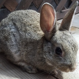 ミニウサギ