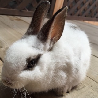 ミニウサギ