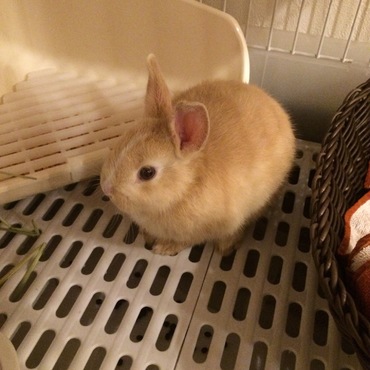初日ぶんぶん。ちょっと大きくなった気がする。