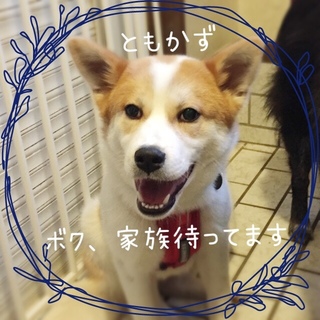 ◇決まりました◇大型子犬◆約６ヶ月「ともかず」くん
