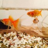 金魚たち