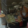 現在は砂は外に置いて、チモシーの座布団、ペットヒーター2つを取り付けました。さぁ、エルはどこでしょう笑