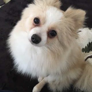 ポムちゃん