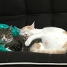たどちゃん
