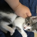 可愛い子猫さん達の里親様募集