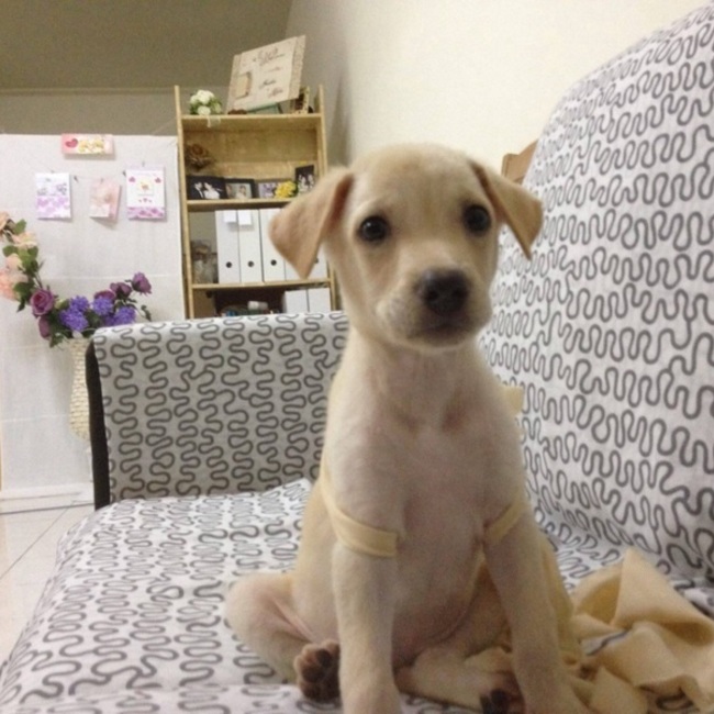 しろブランシュのカバー写真