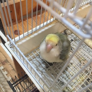 コザクラインコ 女のコ