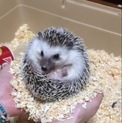 里親さん募集します。