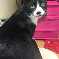 ひげ
