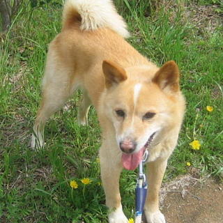 人が大好き♪甘えん坊むっちゃん3歳去勢手術済み