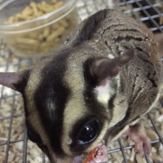 少し臆病なフクモモ「ギル」くんです!!