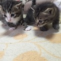 ふわふわ毛並みの子猫ちゃん 生後約2ヶ月