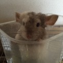 チンチラの里親様募集中