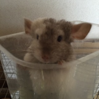 チンチラの里親様募集中