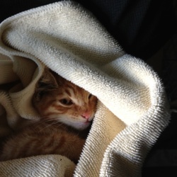 「生きる為に。」サムネイル2