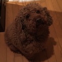 少し大きめのトイプードル  4歳 