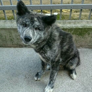 秋田犬ハチ 里親決定しました！