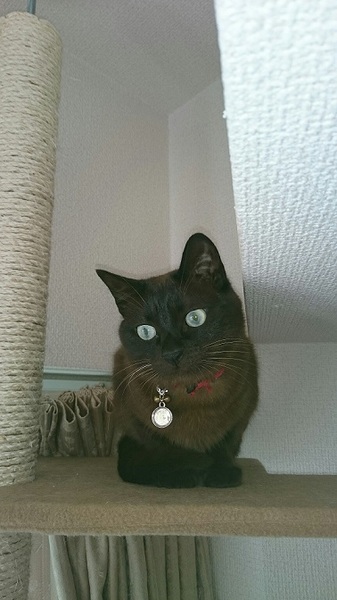 ♥バーミーズ似♥チョコレ」東京都 - 猫の里親募集(104559 