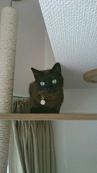 ♥バーミーズ似♥チョコレ」東京都 - 猫の里親募集(104559 