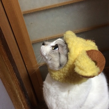 の写真