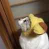 の写真