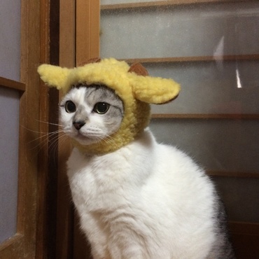 の写真