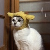 の写真
