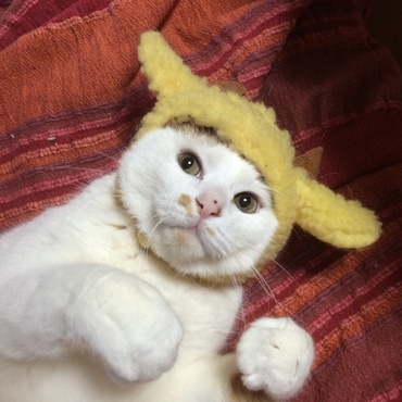 の写真