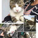 猫ちゃん里親さん募集中