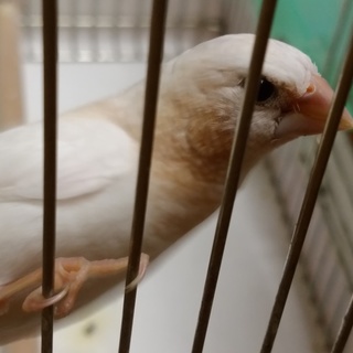 １歳雄の従姉妹１羽里親募集です。