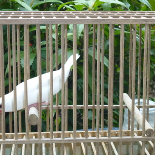 文鳥の里親募集します