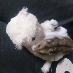 「ねこのお人形」サムネイル2