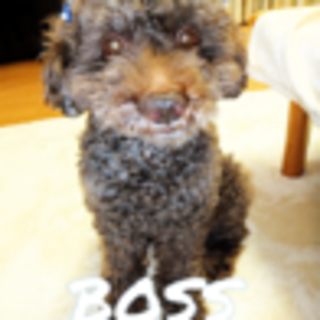 里親さん決まりました。ありがとうございました。